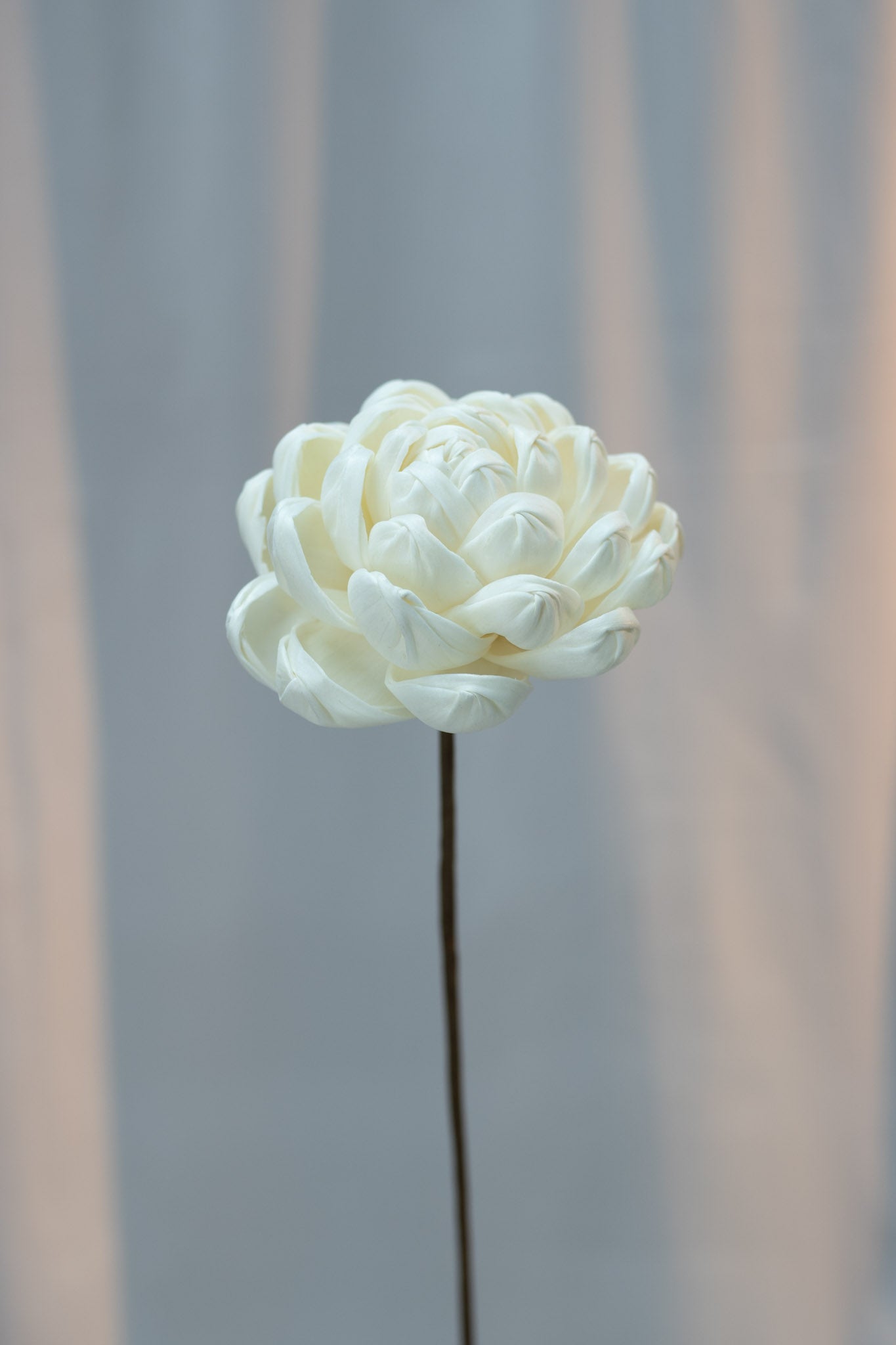 Lotus Sola Flower (Single Stalk)