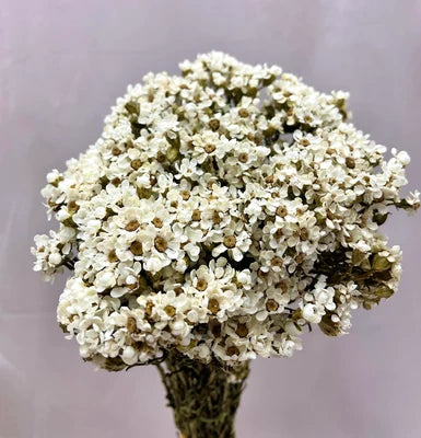 Preserved Flowers & Dried Stems