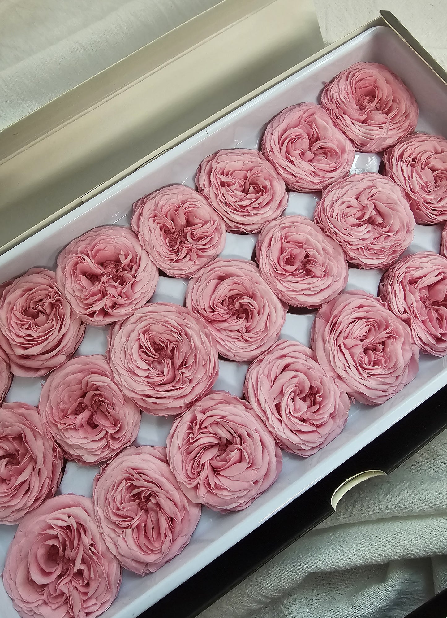 Preserved Mini Austin Roses