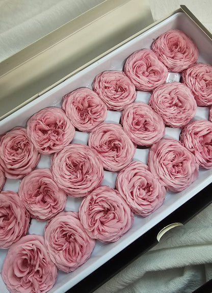Preserved Mini Austin Roses