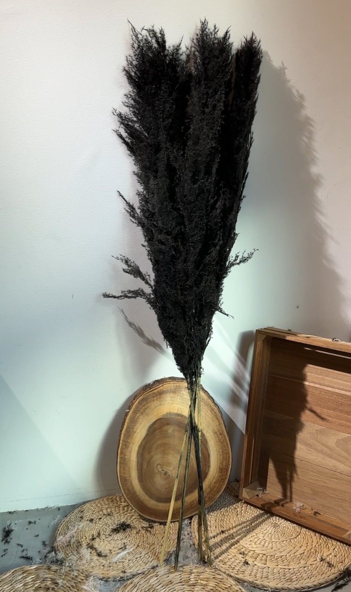 Dried & Preserved Pampas