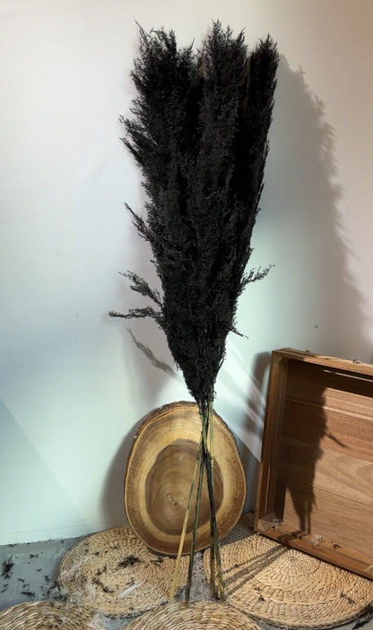 Dried & Preserved Pampas