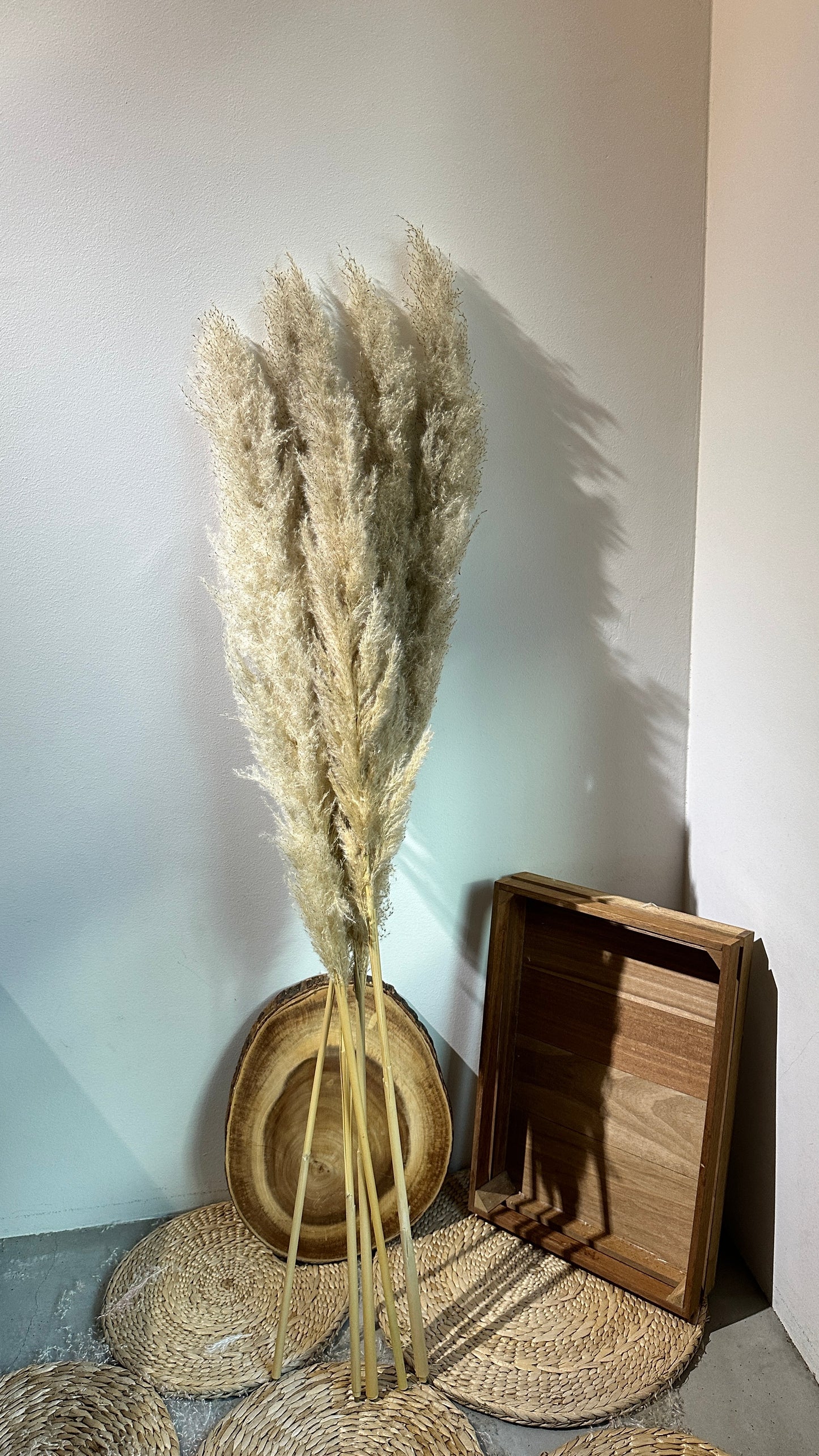 Dried & Preserved Pampas