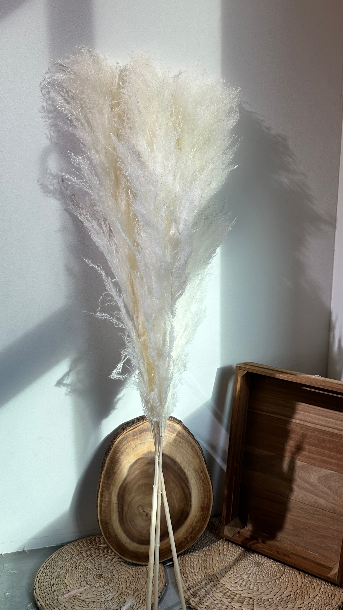 Dried & Preserved Pampas