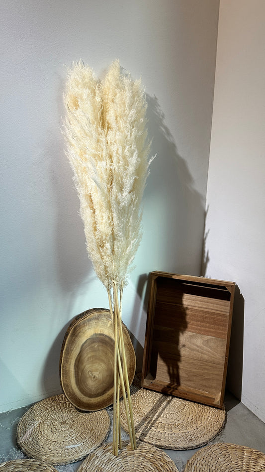 Dried & Preserved Pampas