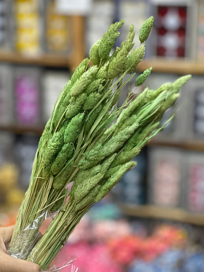 Preserved Phalaris / Gem Grass