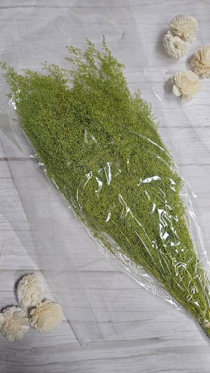 Preserved Dream Star Flower / Lamae