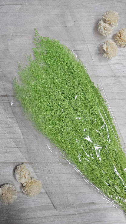 Preserved Dream Star Flower / Lamae