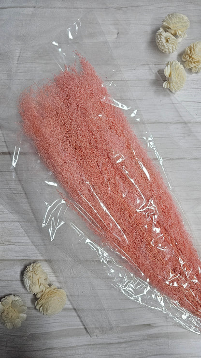 Preserved Dream Star Flower / Lamae