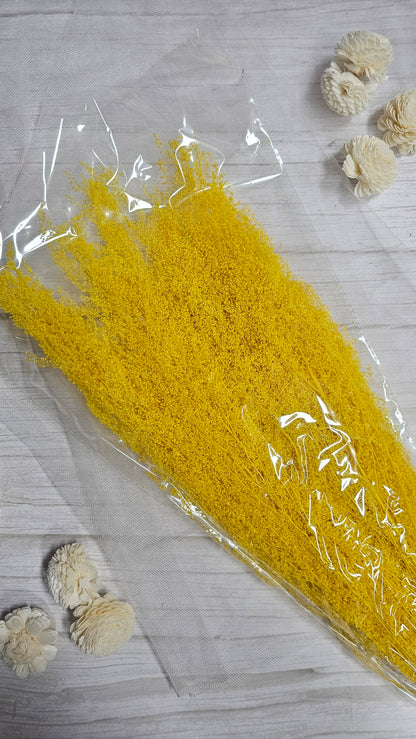 Preserved Dream Star Flower / Lamae