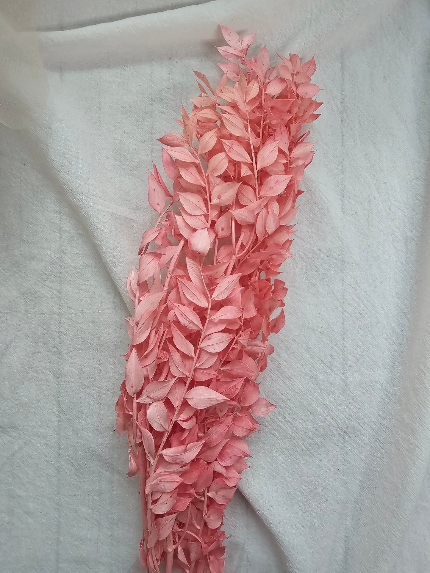 Preserved Ruscus