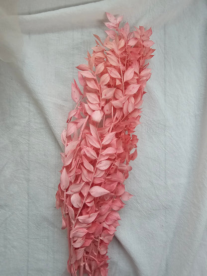 Preserved Ruscus