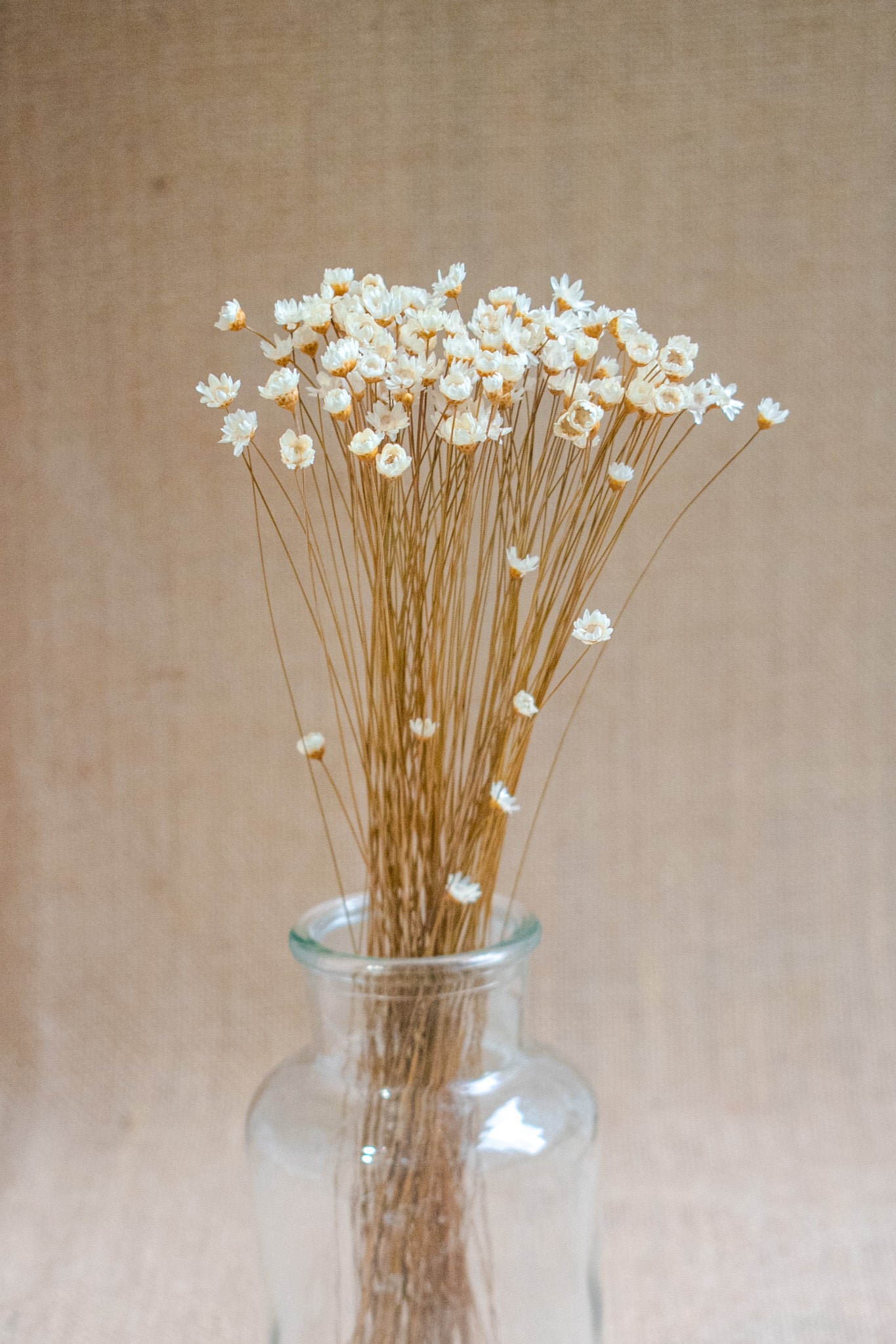 Preserved Brazilian Star Flower / Mini Star Daisy