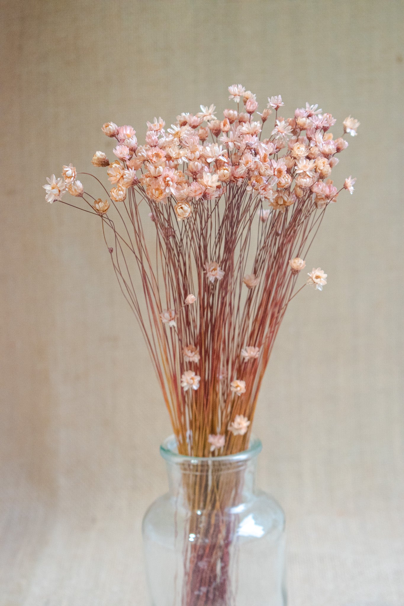 Preserved Brazilian Star Flower / Mini Star Daisy