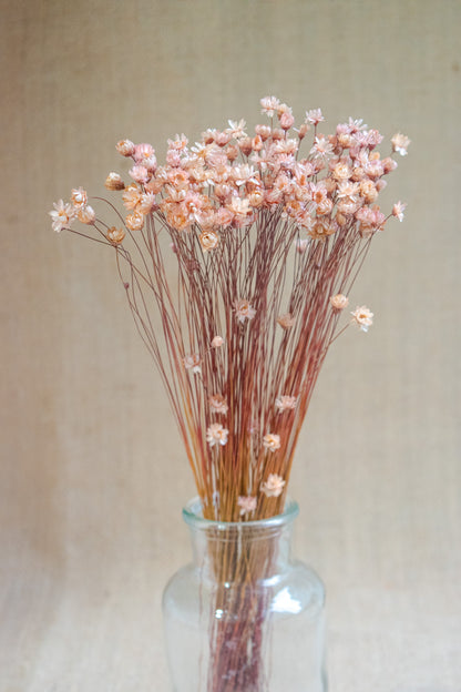 Preserved Brazilian Star Flower / Mini Star Daisy