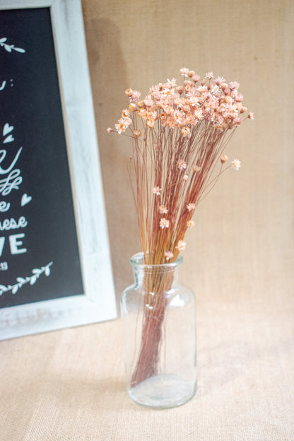 Preserved Brazilian Star Flower / Mini Star Daisy