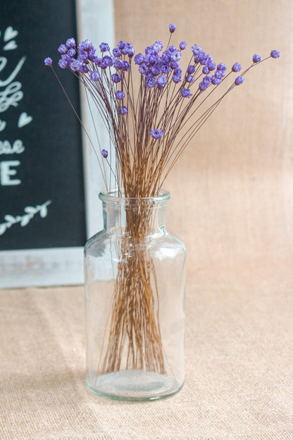 Preserved Brazilian Star Flower / Mini Star Daisy