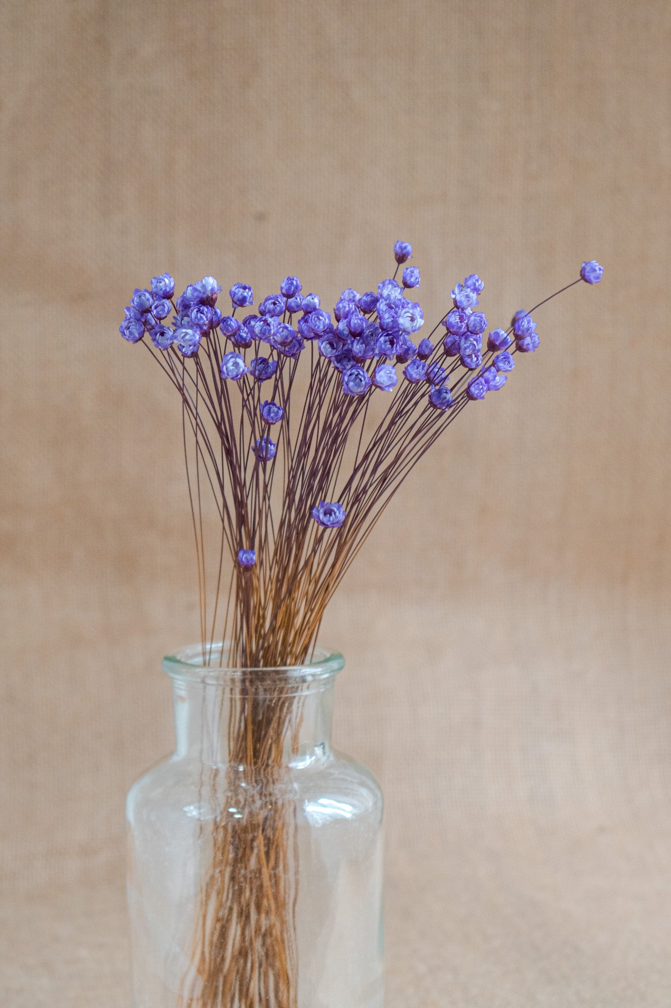 Preserved Brazilian Star Flower / Mini Star Daisy