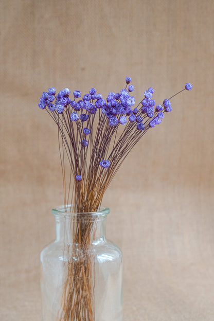 Preserved Brazilian Star Flower / Mini Star Daisy