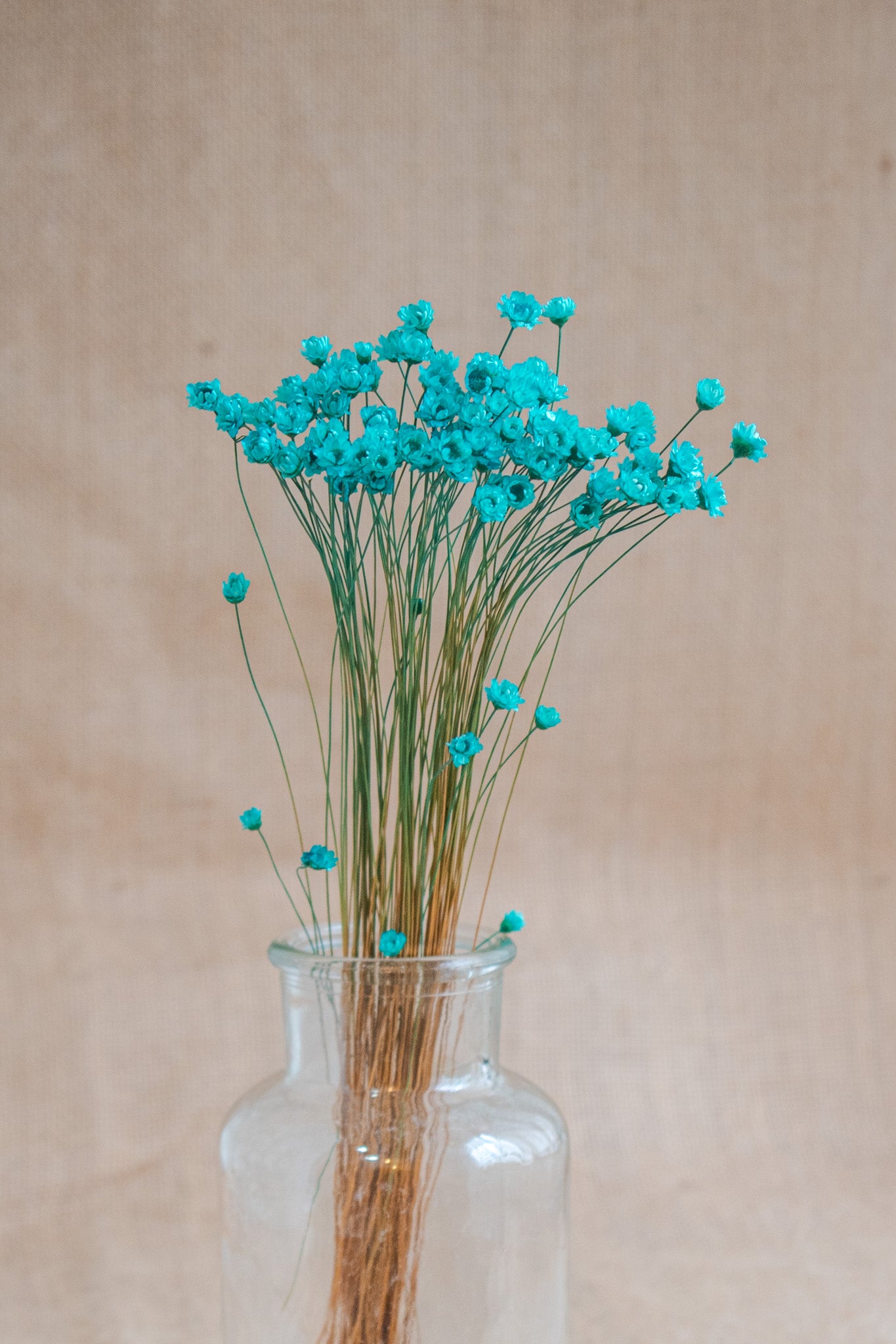 Preserved Brazilian Star Flower / Mini Star Daisy