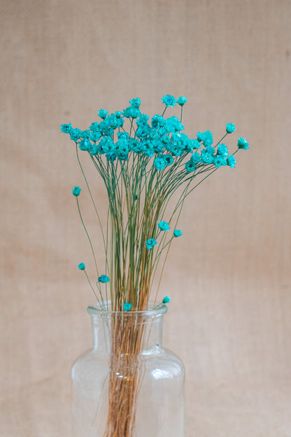 Preserved Brazilian Star Flower / Mini Star Daisy