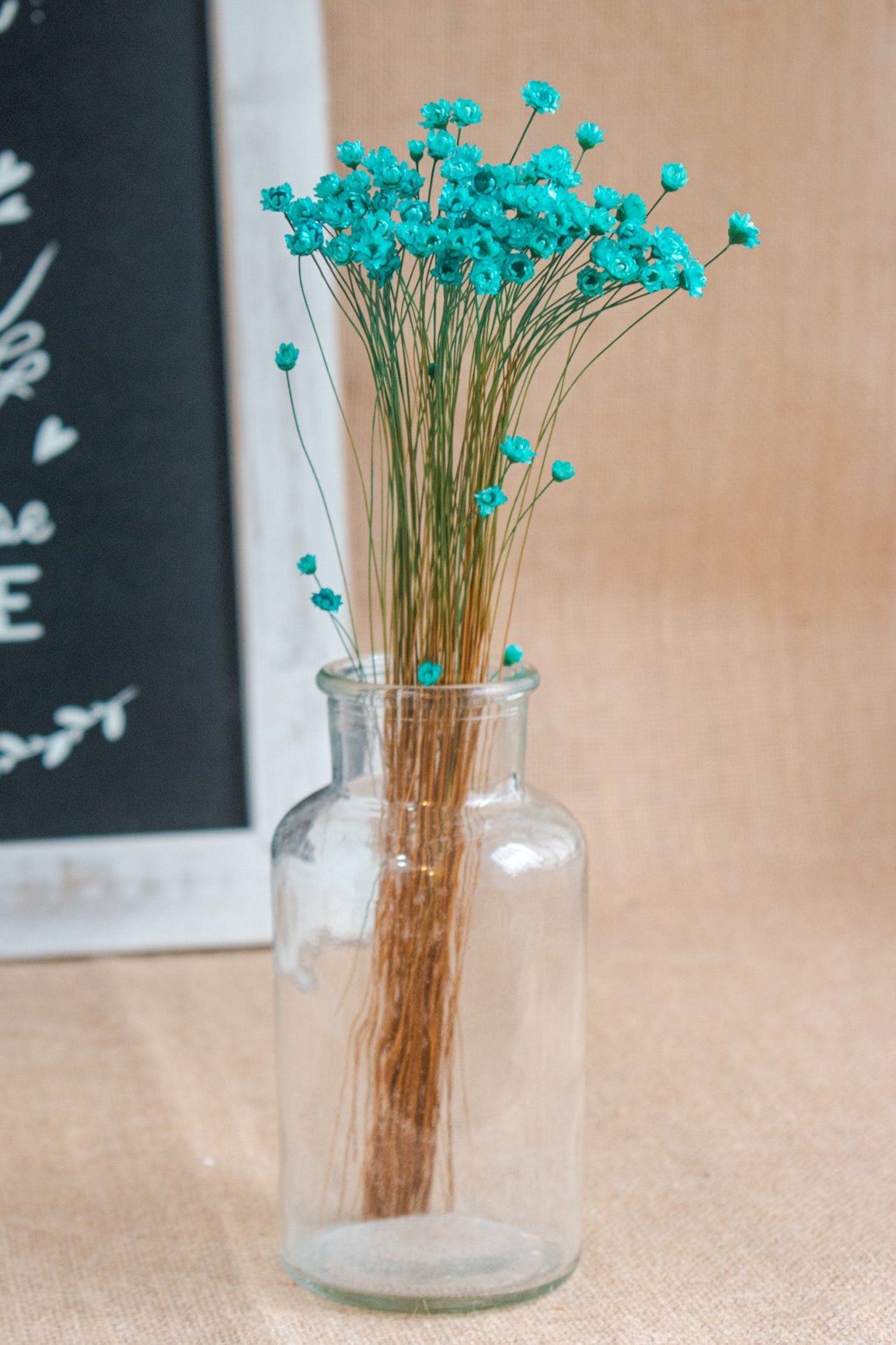 Preserved Brazilian Star Flower / Mini Star Daisy