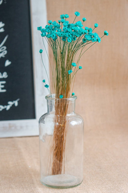 Preserved Brazilian Star Flower / Mini Star Daisy