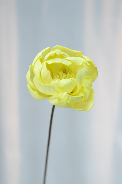 Peony Sola Flower (Single Stalk)