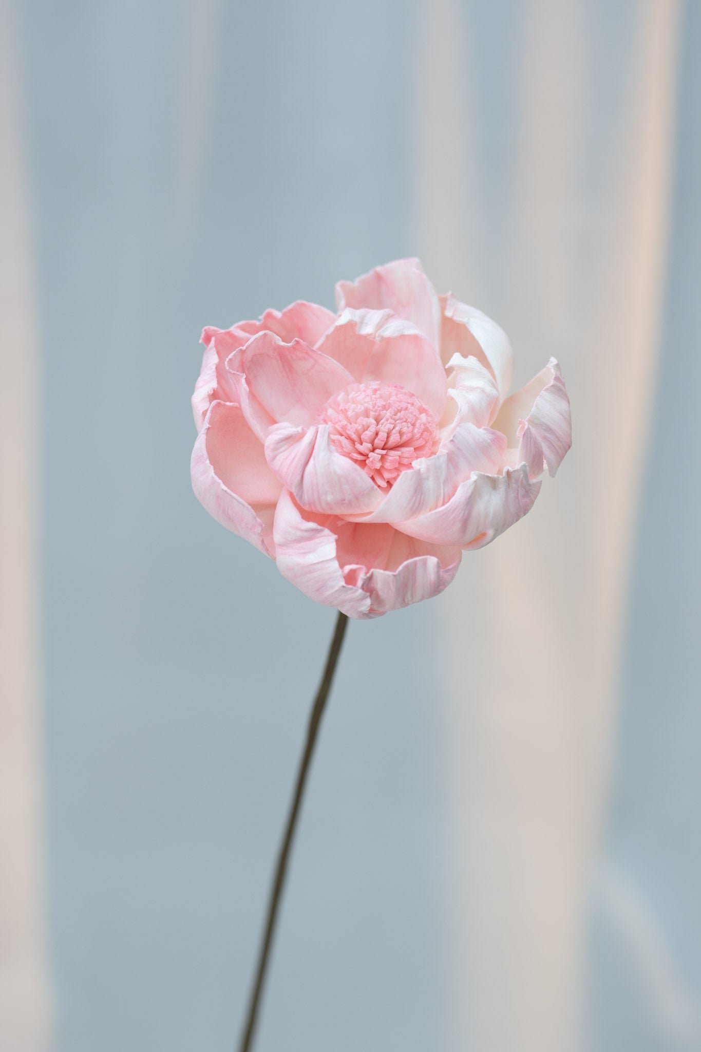 Peony Sola Flower (Single Stalk)