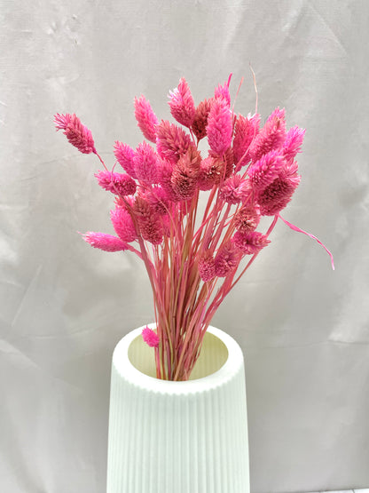 Preserved Phalaris / Gem Grass
